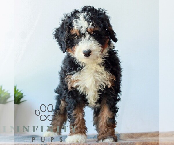 Medium Photo #3 Bernedoodle (Miniature) Puppy For Sale in LITITZ, PA, USA