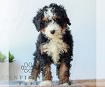 Small #2 Bernedoodle (Miniature)