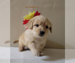 Small Photo #6 Goldendoodle Puppy For Sale in MILFORD, MI, USA