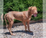 Small #2 American Pit Bull Terrier Mix