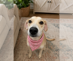 Small #2 Labrador Retriever Mix