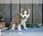 Small Photo #13 Siberian Husky Puppy For Sale in SHREVE, OH, USA