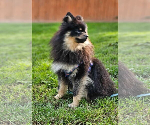 Medium Photo #4 Pomeranian Puppy For Sale in Lebanon, PA, USA