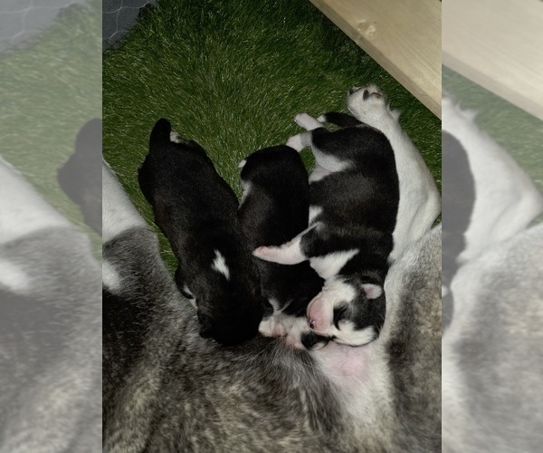 Medium Photo #25 Siberian Husky Puppy For Sale in ALTON, IL, USA