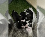 Small #23 Siberian Husky