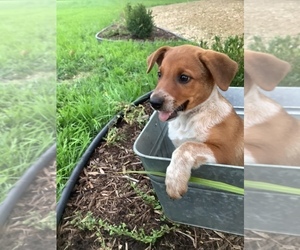 Australian Cattle Dog-Mountain Cur Mix Puppy for sale in HILLSBORO, WI, USA
