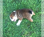 Small Photo #7 Bulldog Puppy For Sale in NEOSHO, MO, USA