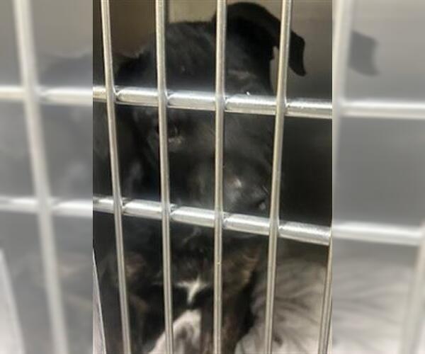 Medium Photo #1 Labrador Retriever-Unknown Mix Puppy For Sale in Waco, TX, USA