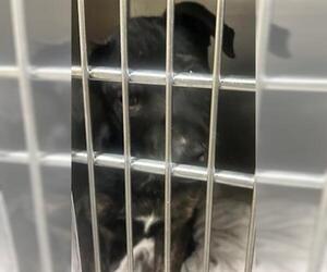 Labrador Retriever-Unknown Mix Dogs for adoption in Waco, TX, USA