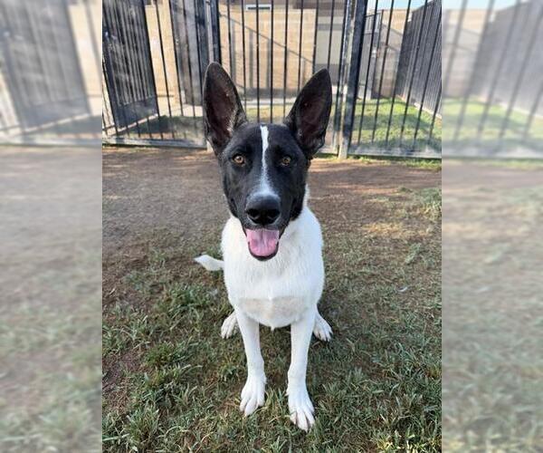 Medium Photo #3 German Shepherd Dog-Unknown Mix Puppy For Sale in Riverside, CA, USA