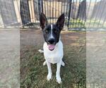 Small #2 German Shepherd Dog Mix