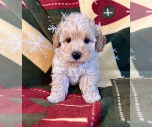 Poodle (Toy) Puppy for sale in Lexington, NC, USA