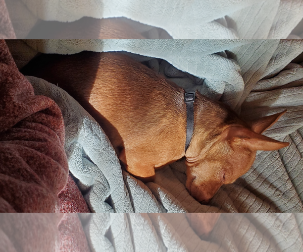 Medium Photo #7 Chiweenie Puppy For Sale in Fruitland, SC, USA