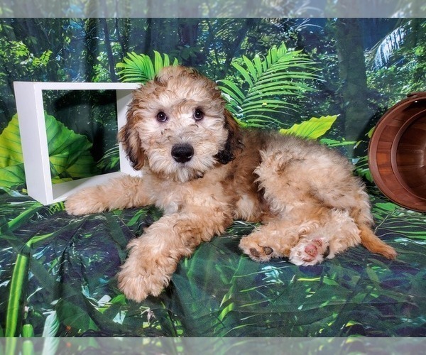 Medium Photo #13 Goldendoodle (Miniature) Puppy For Sale in BLACK FOREST, CO, USA