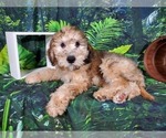 Small Photo #13 Goldendoodle (Miniature) Puppy For Sale in BLACK FOREST, CO, USA