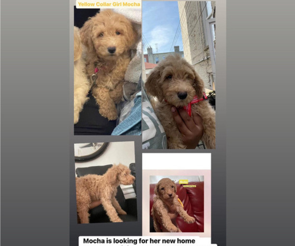 Medium Photo #5 Goldendoodle Puppy For Sale in NEW YORK, NY, USA