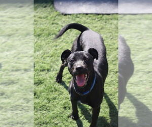 Labrador Retriever-Unknown Mix Dogs for adoption in garner, NC, USA