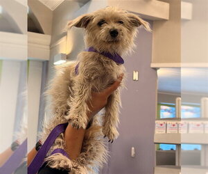 Cairn Terrier-Unknown Mix Dogs for adoption in Rancho Cucamonga, CA, USA