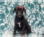 Small Photo #7 American Staffordshire Terrier Puppy For Sale in LAKELAND, FL, USA