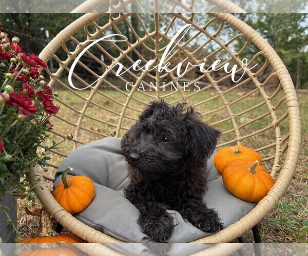 Medium Photo #23 Schnoodle (Miniature) Puppy For Sale in NIANGUA, MO, USA