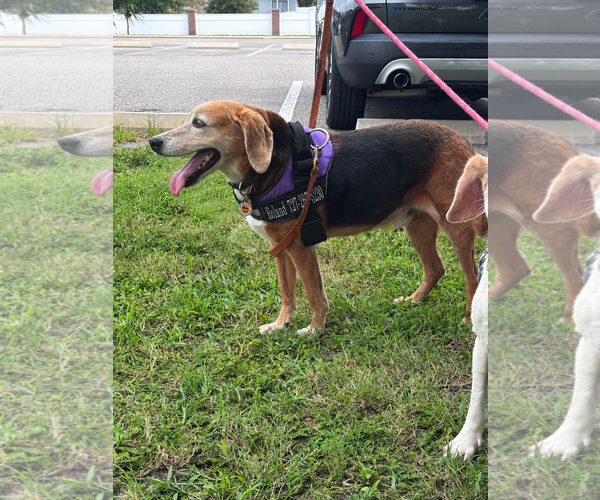 Medium Photo #3 Beagle Puppy For Sale in Tampa, FL, USA