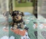Small Photo #15 Yorkshire Terrier Puppy For Sale in RHOADESVILLE, VA, USA
