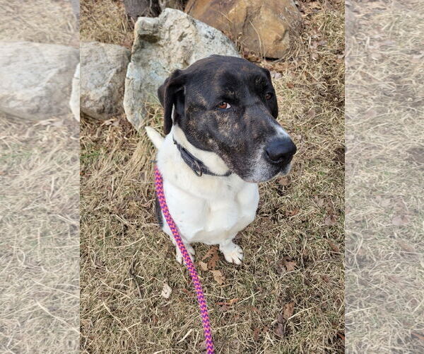 Medium Photo #12 Labrador Retriever-Unknown Mix Puppy For Sale in Rockaway, NJ, USA