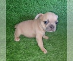 Small Photo #22 French Bulldog Puppy For Sale in HOFFMAN ESTATES, IL, USA