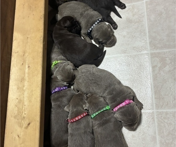 Medium Photo #1 Labrador Retriever Puppy For Sale in WALDRON, MI, USA