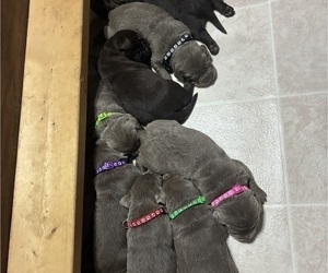 Labrador Retriever Puppy for sale in WALDRON, MI, USA