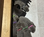 Small Labrador Retriever