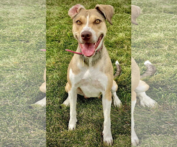 Medium Photo #10 Mutt Puppy For Sale in Sandy, UT, USA