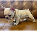 Small #2 French Bulldog