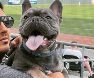 French Bulldog Puppy for sale in DALLAS, NC, USA