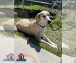 Small #22 Great Dane-Labrador Retriever Mix
