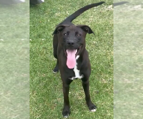 Medium Photo #2 Mutt Puppy For Sale in Riverside, CA, USA