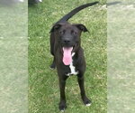 Small #1 Mutt