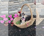 Puppy Oreo Pembroke Welsh Corgi