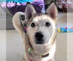 Small #3 Siberian Husky