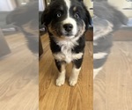 Puppy Misty Australian Shepherd