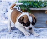 Small Photo #17 Puggle Puppy For Sale in WAKARUSA, IN, USA