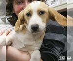 Small Basset Hound Mix
