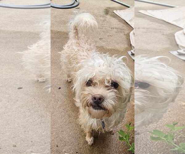 Medium Photo #2 Maltipoo Puppy For Sale in Waterloo, IA, USA