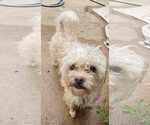 Small #1 Maltipoo