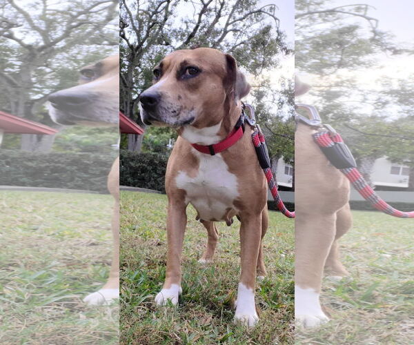 Medium Photo #8 Catahoula Leopard Dog-Unknown Mix Puppy For Sale in Tampa, FL, USA
