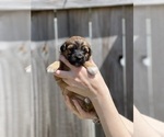 Small Photo #4 Aussiedoodle Miniature  Puppy For Sale in CLOVER, SC, USA