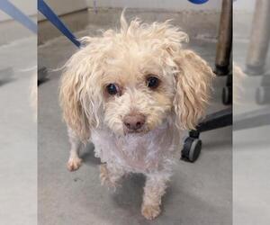 Poodle (Miniature) Dogs for adoption in Camarillo, CA, USA