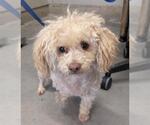 Small Poodle (Miniature)