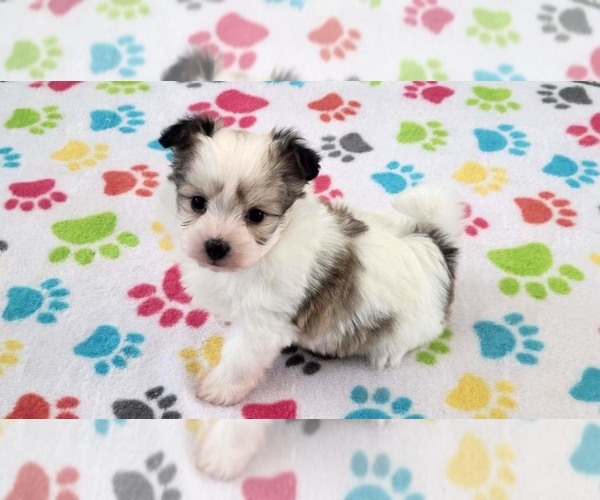 Medium Photo #10 Papitese Puppy For Sale in ORO VALLEY, AZ, USA