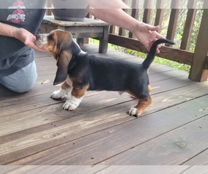 Basset Hound Puppy for sale in KOSSE, TX, USA